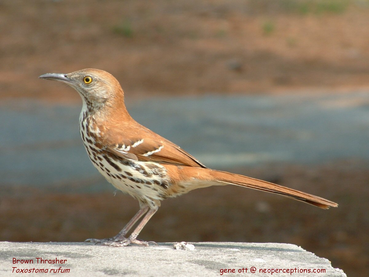 Sc South Carolina Bird Pictures Page Perching Birds