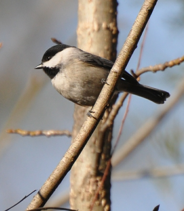 Sc South Carolina Bird Pictures Page Perching Birds