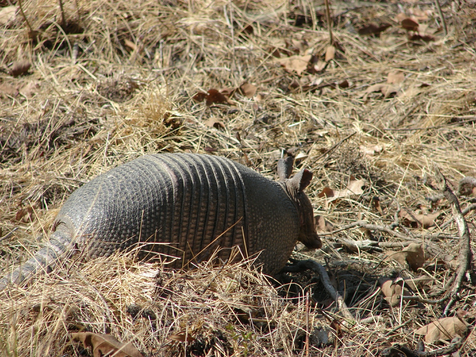 armadillo south carolina armadillo south carolina
