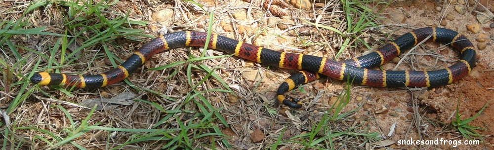 Eastern-Coral-Snake