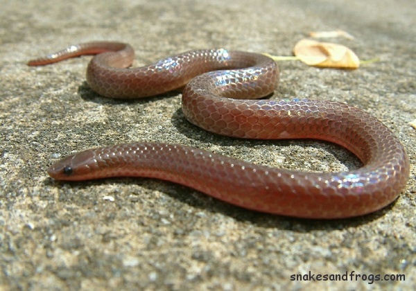 download worm like snake download worm like snake