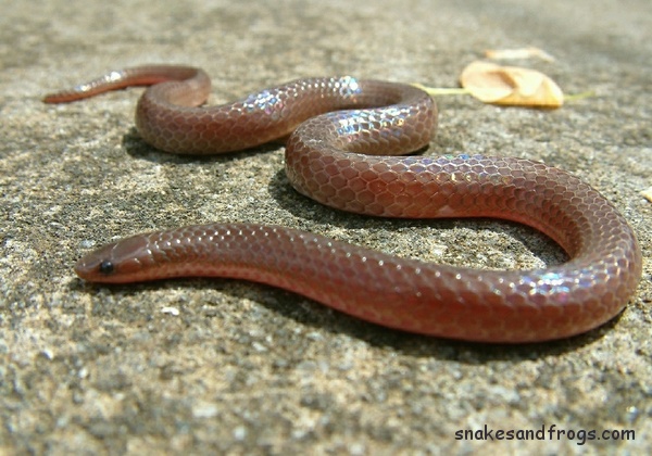 Eastern worm snake