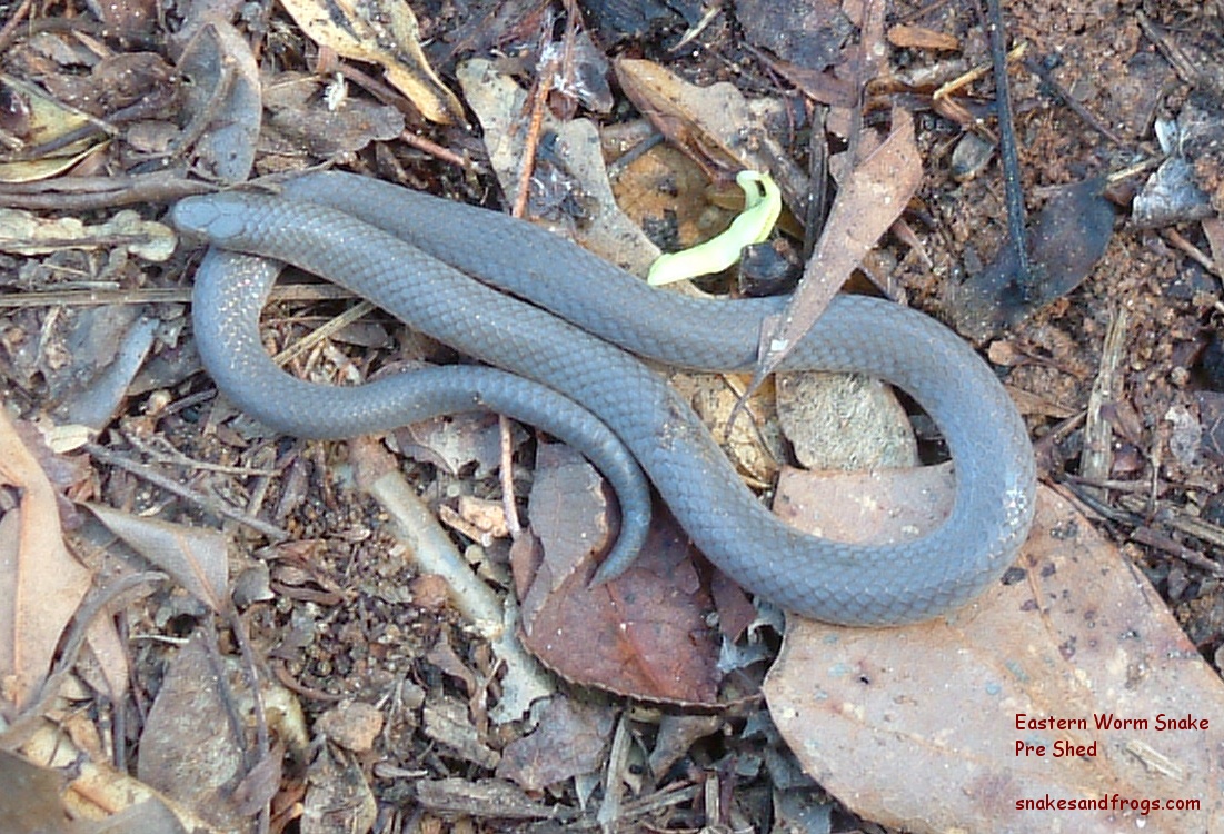 Eastern worm snake: worm or snake?