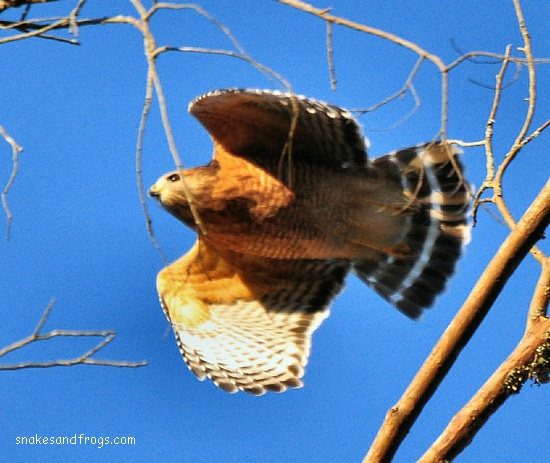 South Carolina Reptiles and Amphibians Observations Page: October 2010