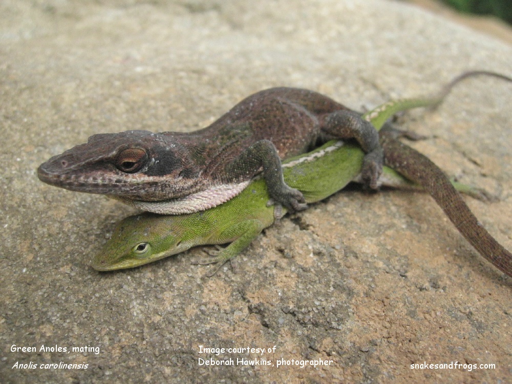 Green Anole Page