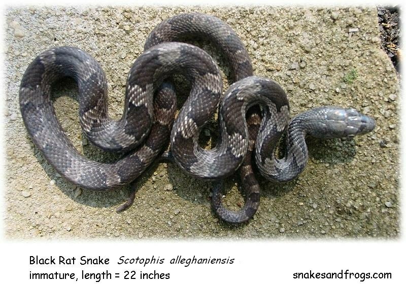 eastern rat snake page