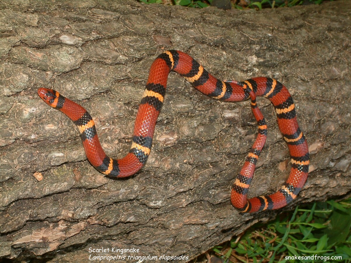 Логово змей. Lampropeltis Triangulum elapsoides. Scarlet Snake. Scarlet King Snake. Lampropeltis Triangulum elapsoides доклад.