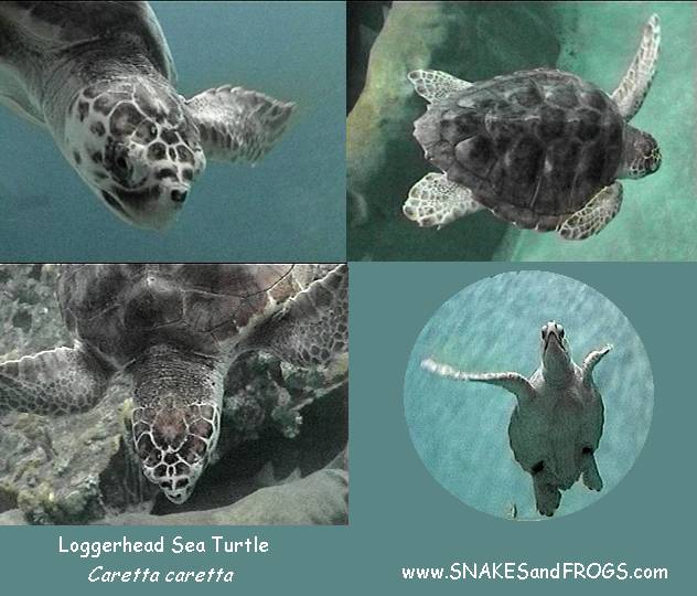 unlicensed photos loggerhead seaturtle unlicensed photos loggerhead seaturtle